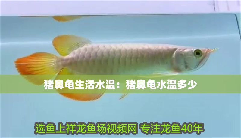 豬鼻龜生活水溫：豬鼻龜水溫多少