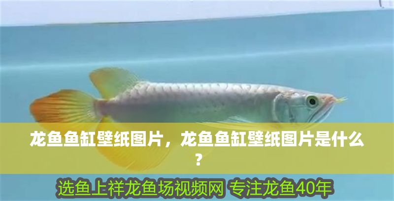 龍魚魚缸壁紙圖片，龍魚魚缸壁紙圖片是什么？