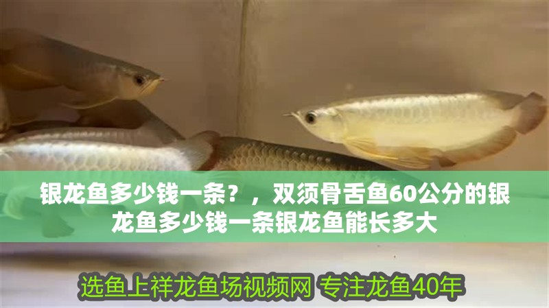 銀龍魚多少錢一條？，雙須骨舌魚60公分的銀龍魚多少錢一條銀龍魚能長多大