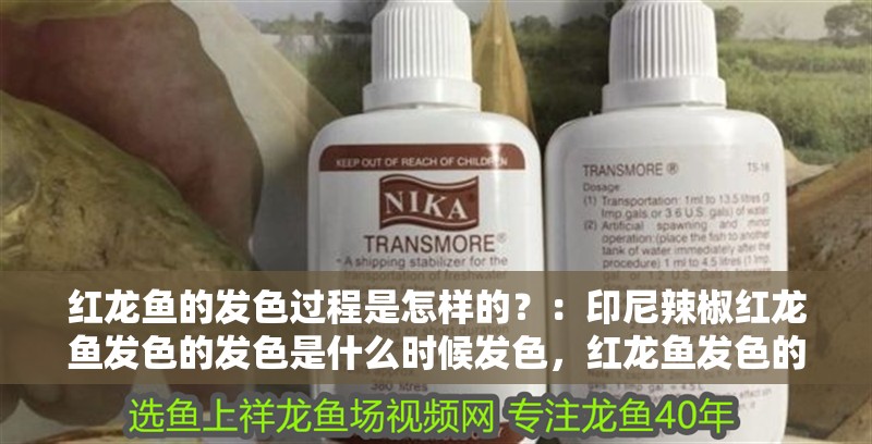 紅龍魚(yú)的發(fā)色過(guò)程是怎樣的？：印尼辣椒紅龍魚(yú)發(fā)色的發(fā)色是什么時(shí)候發(fā)色，紅龍魚(yú)發(fā)色的作用