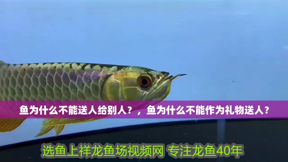 魚為什么不能送人給別人？，魚為什么不能作為禮物送人？