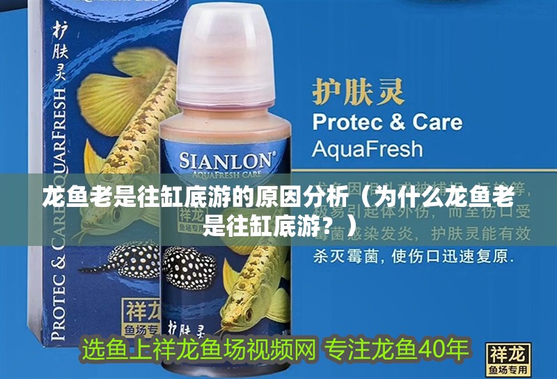 龍魚老是往缸底游的原因分析（為什么龍魚老是往缸底游？）