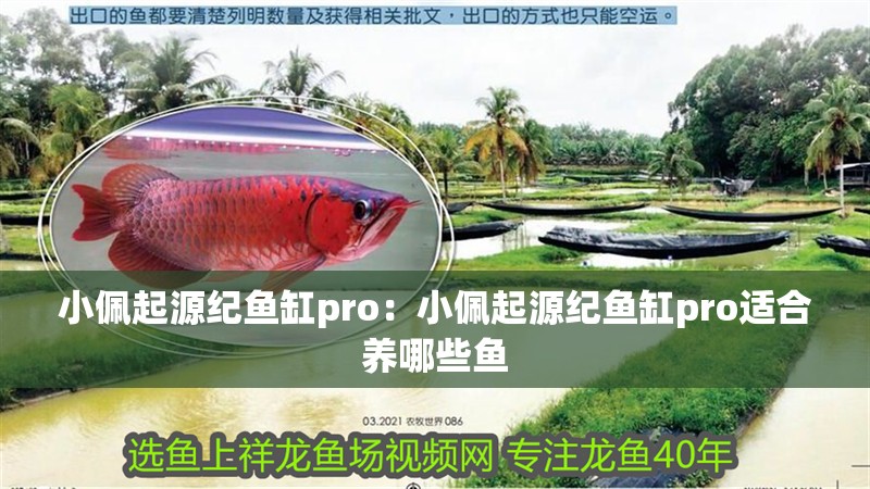 小佩起源紀魚缸pro：小佩起源紀魚缸pro適合養哪些魚