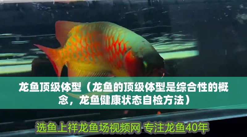 龍魚頂級體型（龍魚的頂級體型是綜合性的概念，龍魚健康狀態自檢方法）