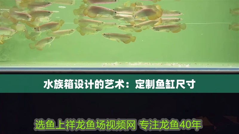 水族箱設計的藝術：定制魚缸尺寸