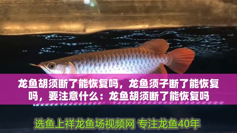 龍魚胡須斷了能恢復嗎，龍魚須子斷了能恢復嗎，要注意什么：龍魚胡須斷了能恢復嗎