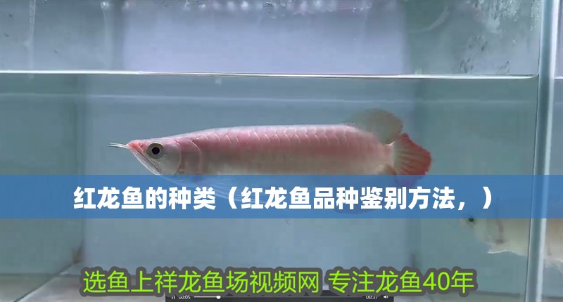紅龍魚的種類（紅龍魚品種鑒別方法，）