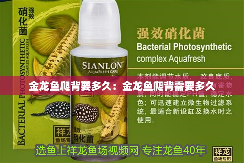 金龍魚爬背要多久：金龍魚爬背需要多久