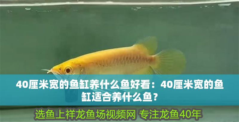 40厘米寬的魚缸養什么魚好看：40厘米寬的魚缸適合養什么魚？