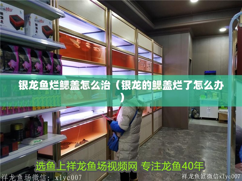 銀龍魚爛鰓蓋怎么治（銀龍的鰓蓋爛了怎么辦）