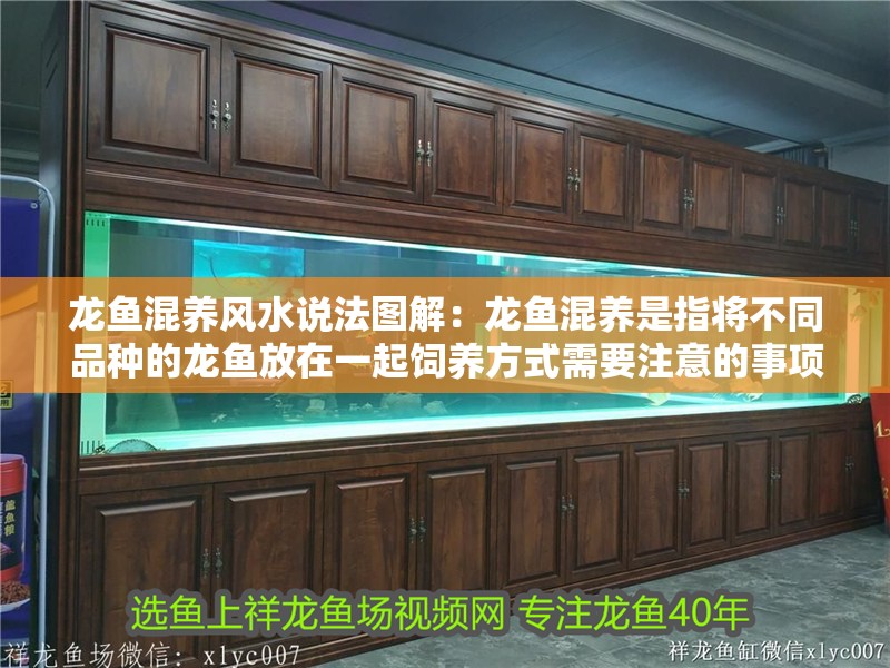 龍魚混養(yǎng)風(fēng)水說法圖解：龍魚混養(yǎng)是指將不同品種的龍魚放在一起飼養(yǎng)方式需要注意的事項