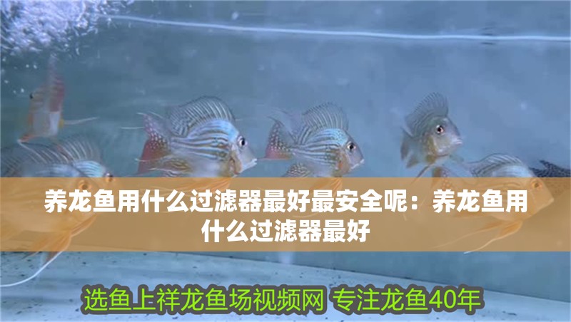 養龍魚用什么過濾器最好最安全呢：養龍魚用什么過濾器最好