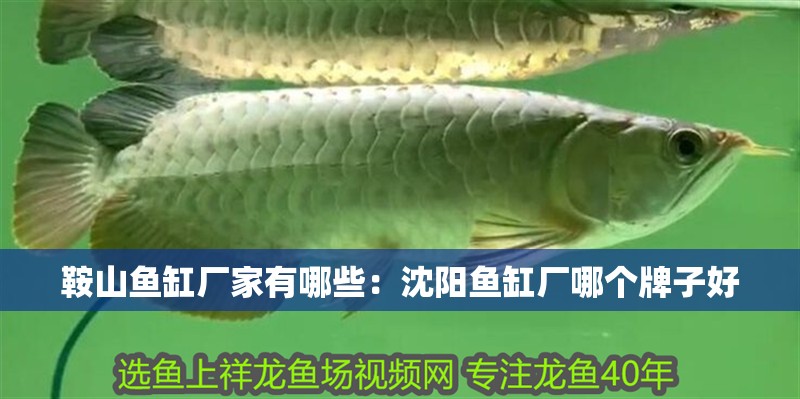 鞍山魚缸廠家有哪些：沈陽魚缸廠哪個牌子好