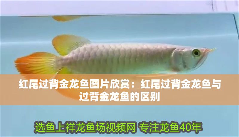 紅尾過背金龍魚圖片欣賞：紅尾過背金龍魚與過背金龍魚的區別