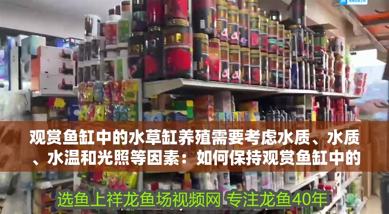 觀賞魚缸中的水草缸養殖需要考慮水質、水質、水溫和光照等因素：如何保持觀賞魚缸中的水草