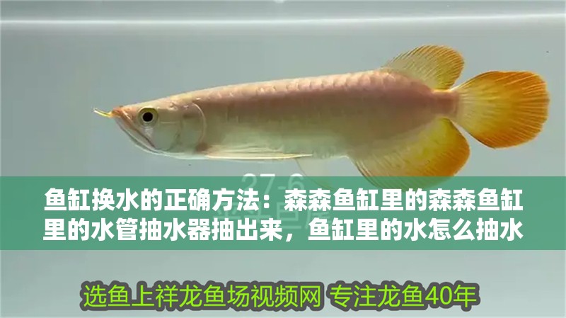 魚缸換水的正確方法：森森魚缸里的森森魚缸里的水管抽水器抽出來，魚缸里的水怎么抽水