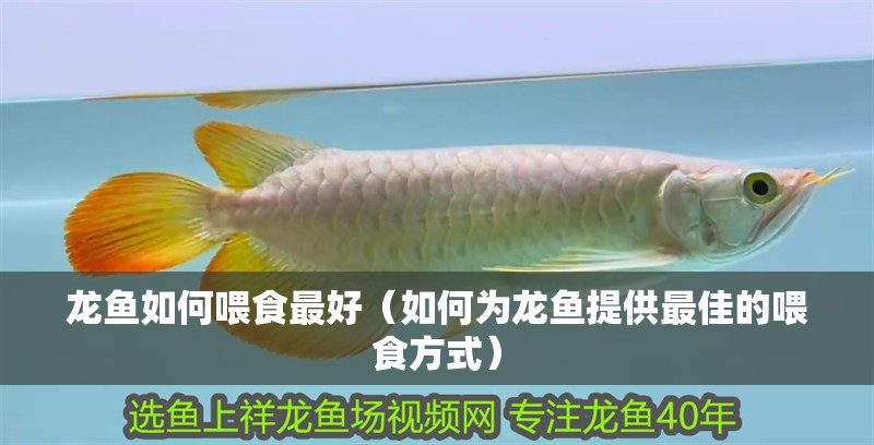 龍魚如何喂食最好（如何為龍魚提供最佳的喂食方式）