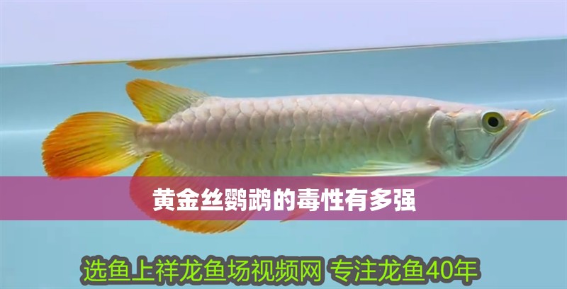 黃金絲鸚鵡的毒性有多強