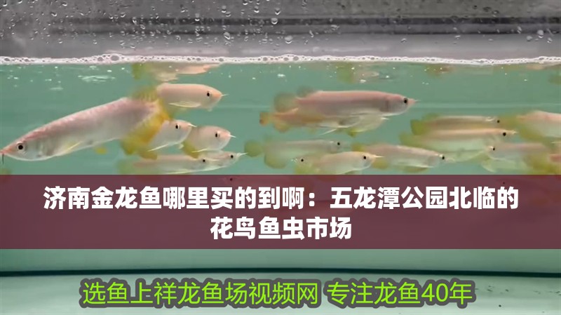 濟南金龍魚哪里買的到啊：五龍潭公園北臨的花鳥魚蟲市場