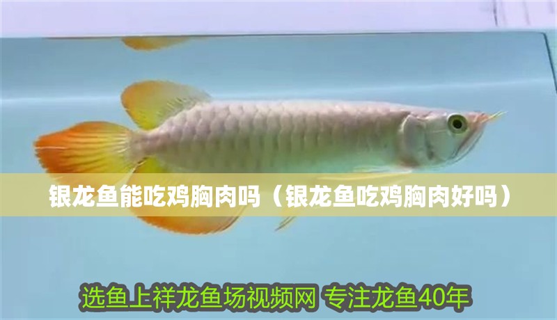 銀龍魚能吃雞胸肉嗎（銀龍魚吃雞胸肉好嗎） 銀龍魚能吃雞胸肉嗎（銀龍魚吃雞胸肉好嗎） 銀龍魚百科