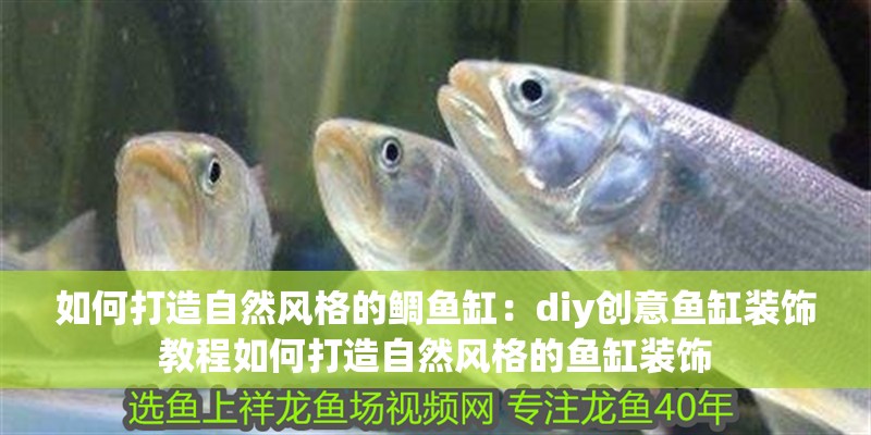 魚(yú)缸過(guò)濾器選購(gòu)指南:自制魚(yú)缸過(guò)濾器魚(yú)缸上置過(guò)濾器對(duì)于養(yǎng)魚(yú)愛(ài)好者的必備知識(shí) 如何打造自然風(fēng)格的鯛魚(yú)缸:diy創(chuàng)意魚(yú)缸裝飾教程如何打造自然風(fēng)格的魚(yú)缸裝飾 魚(yú)缸百科 如何打造自然風(fēng)格的鯛魚(yú)缸:diy創(chuàng)意魚(yú)缸裝飾教程如何打造自然風(fēng)格的魚(yú)缸裝飾 如何打造自然風(fēng)格的鯛魚(yú)缸:diy創(chuàng)意魚(yú)缸裝飾教程如何打造自然風(fēng)格的魚(yú)缸裝飾 魚(yú)缸百科
