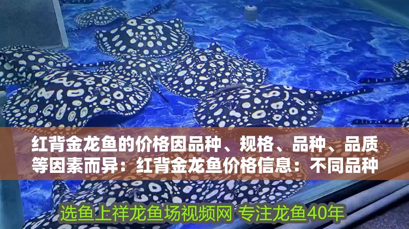 紅背金龍魚的價(jià)格因品種、規(guī)格、品種、品質(zhì)等因素而異：紅背金龍魚價(jià)格信息：不同品種的金龍魚價(jià)格差異大