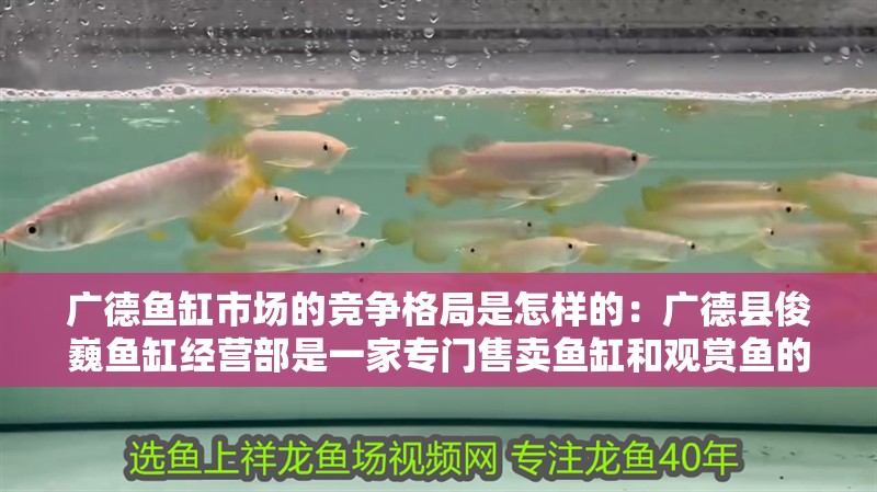 廣德魚缸市場的競爭格局是怎樣的：廣德縣俊巍魚缸經營部是一家專門售賣魚缸和觀賞魚的店鋪
