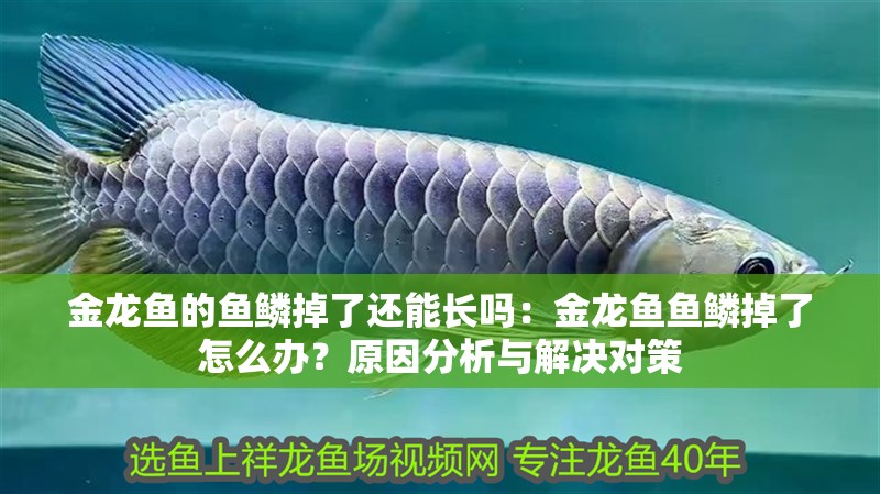 金龍魚的魚鱗掉了還能長嗎：金龍魚魚鱗掉了怎么辦？原因分析與解決對(duì)策