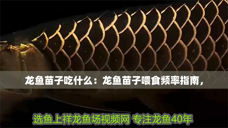 魚缸過濾器選購指南:自制魚缸過濾器魚缸上置過濾器對(duì)于養(yǎng)魚愛好者的必備知識(shí) 龍魚苗子吃什么:龍魚苗子喂食頻率指南, 龍魚百科 龍魚苗子吃什么:龍魚苗子喂食頻率指南, 龍魚苗子吃什么:龍魚苗子喂食頻率指南, 龍魚百科