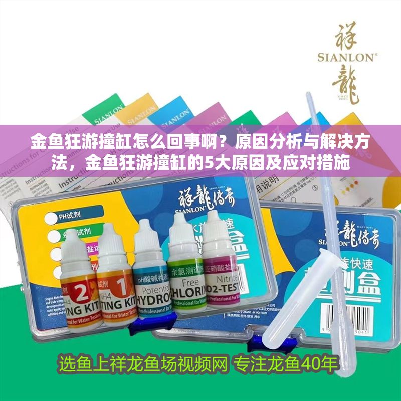 金魚狂游撞缸怎么回事啊？原因分析與解決方法，金魚狂游撞缸的5大原因及應對措施