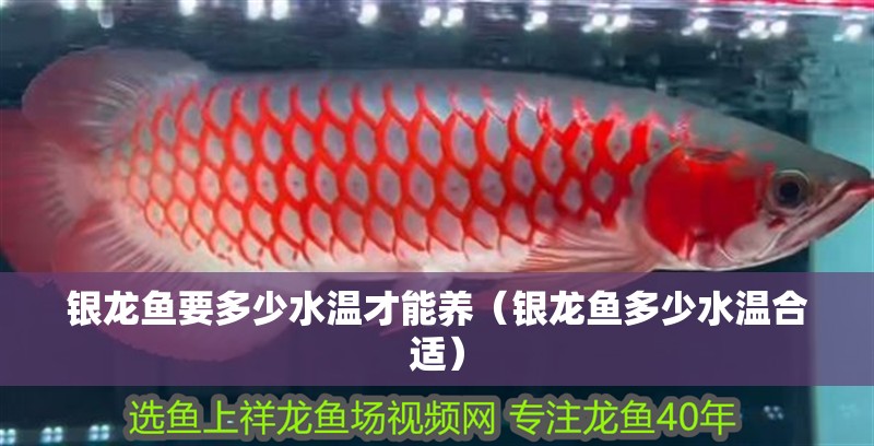 銀龍魚要多少水溫才能養（銀龍魚多少水溫合適）