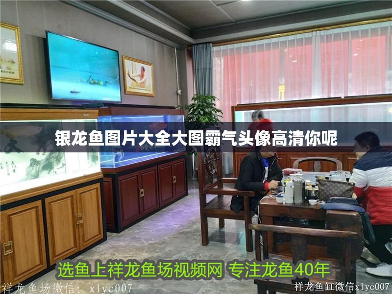銀龍魚圖片大全大圖霸氣頭像高清你呢