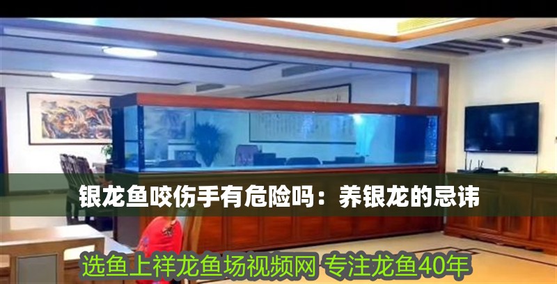 銀龍魚咬傷手有危險嗎：養銀龍的忌諱