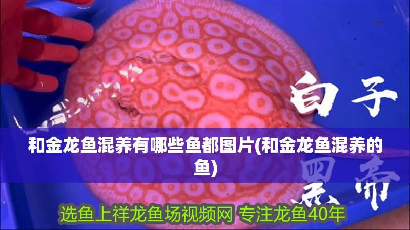 和金龍魚混養(yǎng)有哪些魚都圖片(和金龍魚混養(yǎng)的魚)
