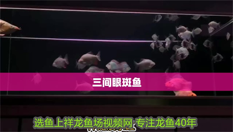 三間眼斑魚
