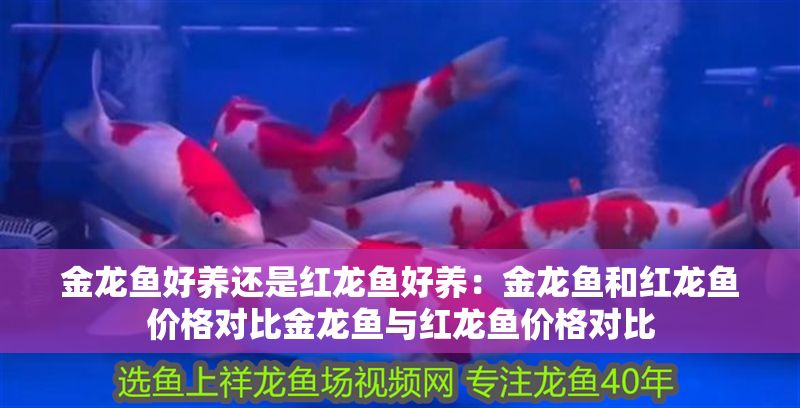 金龍魚好養還是紅龍魚好養：金龍魚和紅龍魚價格對比金龍魚與紅龍魚價格對比