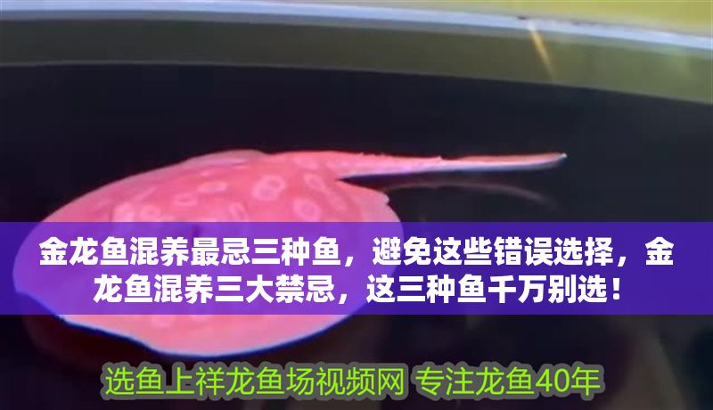金龍魚(yú)混養(yǎng)最忌三種魚(yú)，避免這些錯(cuò)誤選擇，金龍魚(yú)混養(yǎng)三大禁忌，這三種魚(yú)千萬(wàn)別選！