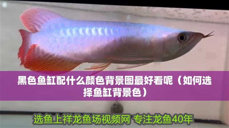 黑色魚缸配什么顏色背景圖最好看呢（如何選擇魚缸背景色）