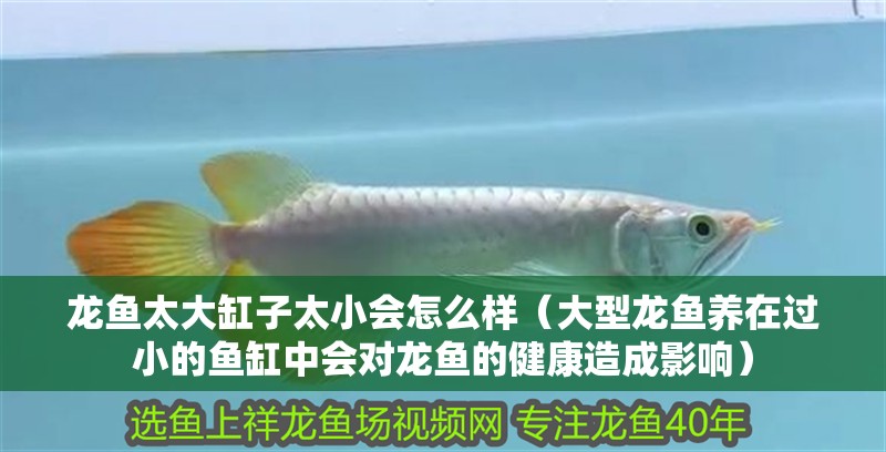 龍魚太大缸子太小會怎么樣（大型龍魚養在過小的魚缸中會對龍魚的健康造成影響）