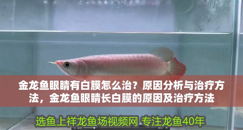 金龍魚眼睛有白膜怎么治？原因分析與治療方法，金龍魚眼睛長白膜的原因及治療方法 金龍魚眼睛有白膜怎么治？原因分析與治療方法，金龍魚眼睛長白膜的原因及治療方法 龍魚常見疾病 第1張