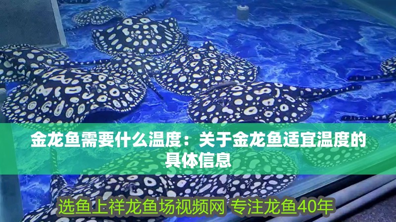 金龍魚需要什么溫度：關于金龍魚適宜溫度的具體信息
