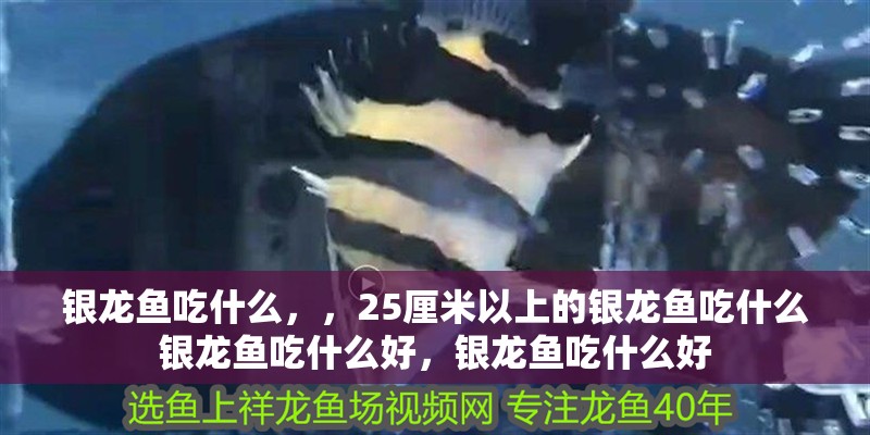 銀龍魚吃什么，，25厘米以上的銀龍魚吃什么銀龍魚吃什么好，銀龍魚吃什么好