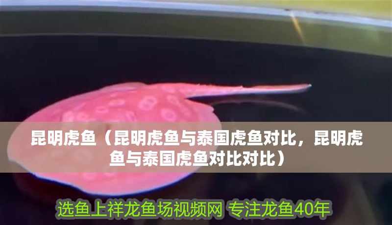 昆明虎魚（昆明虎魚與泰國虎魚對比，昆明虎魚與泰國虎魚對比對比）