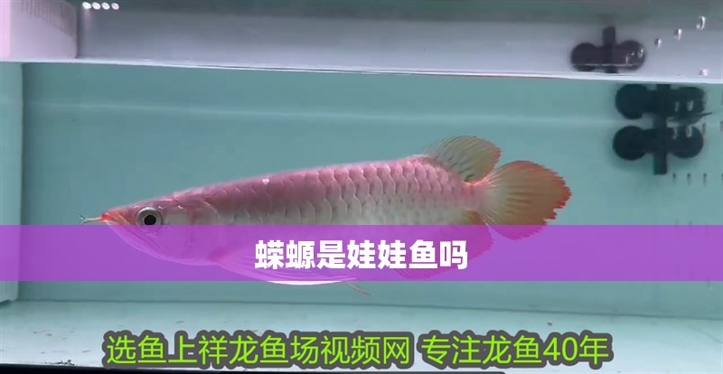 魚缸用增氧泵價格是多少:魚缸增氧機-xtrac增氧機-xtrac增氧機 蠑螈是娃娃魚嗎 龍魚論壇 蠑螈是娃娃魚嗎 蠑螈是娃娃魚嗎 龍魚論壇