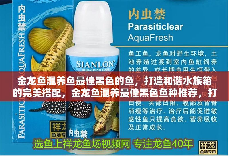 金龍魚混養(yǎng)魚最佳黑色的魚，打造和諧水族箱的完美搭配，金龍魚混養(yǎng)最佳黑色魚種推薦，打造和諧水族箱的完美搭配