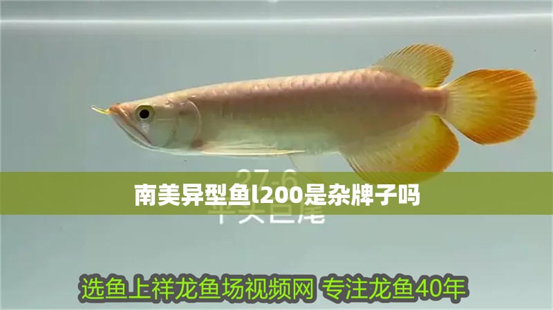 南美異型魚l200是雜牌子嗎