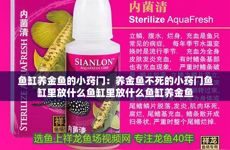 魚缸養金魚的小竅門：養金魚不死的小竅門魚缸里放什么魚缸里放什么魚缸養金魚