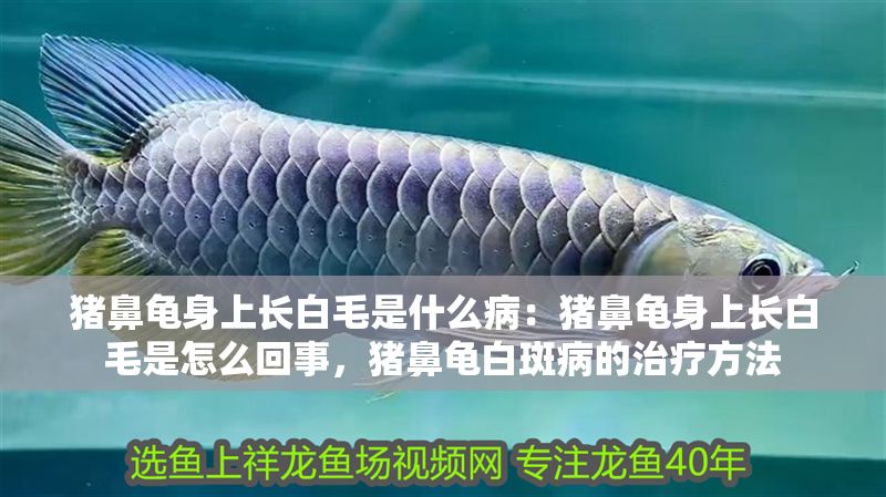 豬鼻龜身上長白毛是什么病：豬鼻龜身上長白毛是怎么回事，豬鼻龜白斑病的治療方法
