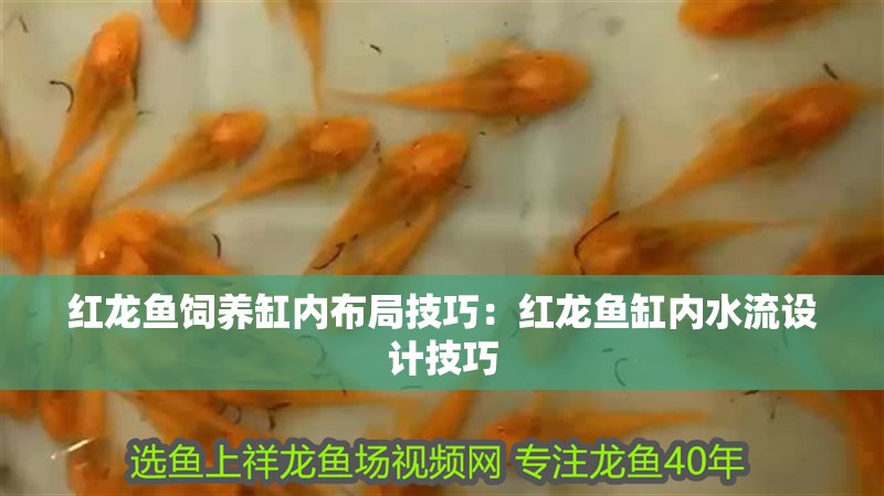 紅龍魚飼養缸內布局技巧：紅龍魚缸內水流設計技巧