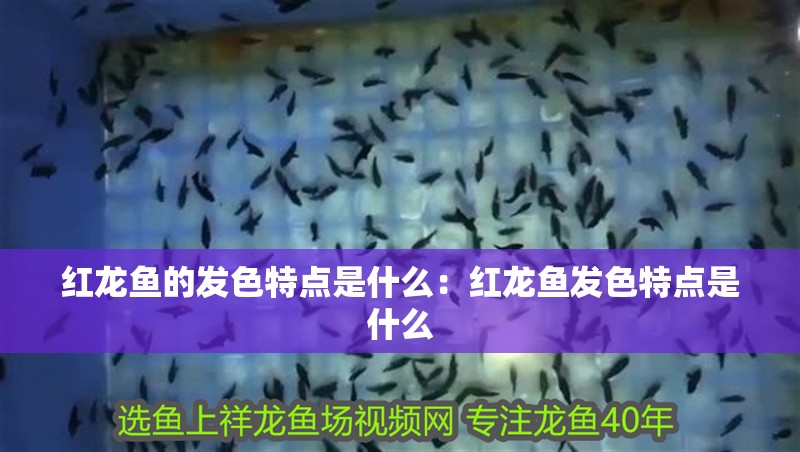 紅龍魚的發色特點是什么：紅龍魚發色特點是什么